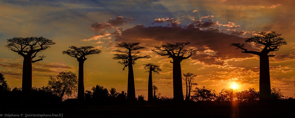 allee-baobabs-madagascar
