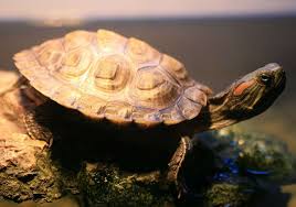 images (5)